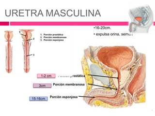 URETRA MASCULINA 
•16-20cm. 
• expulsa orina, semen 
1-2 cm 
3cm 
15-16cm 
 