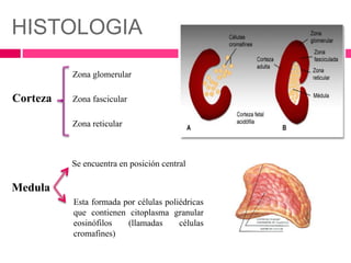 HISTOLOGIA 
Zona glomerular 
Zona fascicular 
Zona reticular 
Corteza 
Medula 
Se encuentra en posición central 
Esta formada por células poliédricas 
que contienen citoplasma granular 
eosinófilos (llamadas células 
cromafines) 
 