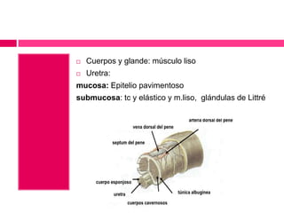  Cuerpos y glande: músculo liso 
 Uretra: 
mucosa: Epitelio pavimentoso 
submucosa: tc y elástico y m.liso, glándulas de Littré 
 