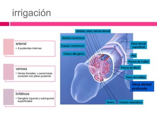 irrigación 
arterial 
• A pudendas internas 
venosa 
• Venas dorsales, v.cavernosas 
conectan con plexo pudendo 
linfáticos 
• Ganglios inguinal y subinguinal 
superficiales 
Vena dorsal 
profunda 
 