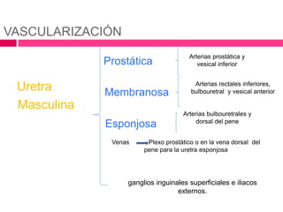 VASCULARIZACIÓN 
Uretra 
Masculina 
Prostática Arterias prostática y 
vesical inferior 
Membranosa 
Esponjosa 
Arterias rectales inferiores, 
bulbouretral y vesical anterior 
Arterias bulbouretrales y 
dorsal del pene 
Venas Plexo prostático o en la vena dorsal del 
pene para la uretra esponjosa 
ganglios inguinales superficiales e iliacos 
externos. 
 