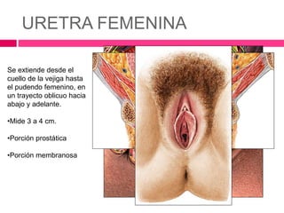 URETRA FEMENINA 
Se extiende desde el 
cuello de la vejiga hasta 
el pudendo femenino, en 
un trayecto oblicuo hacia 
abajo y adelante. 
•Mide 3 a 4 cm. 
•Porción prostática 
•Porción membranosa 
 
