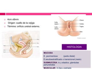  4cm x8mm 
 Origen: cuello de la vejiga 
 Término: orificio uretral externo. 
HISTOLOGIA 
MUCOSA 
E. pavimentoso (parte distal) 
E.seudoestratificado o transicional (resto) 
SUBMUCOSA: tc y elastico, glandulas 
periuretrales 
MUSCULAR: m.liso y estriado 
 