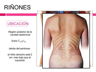 RIÑONES 
UBICACIÓN: 
Región posterior de la 
cavidad abdominal 
Entre T12 y L2 
detrás del peritoneo 
el riñón derecho está 2 
cm. mas bajo que el 
izquierdo 
 