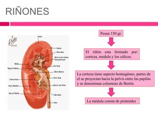 Pesan 150 gr. 
El riñón esta formado por: 
corteza, medula y los cálices. 
La corteza tiene aspecto homogéneo, partes de 
el se proyectan hacia la pelvis entre las papilas 
y se denominan columnas de Bertín. 
La médula consta de pirámides 
RIÑONES 
 