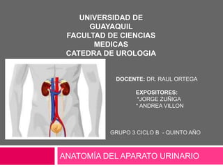 UNIVERSIDAD DE 
GUAYAQUIL 
FACULTAD DE CIENCIAS 
MEDICAS 
CATEDRA DE UROLOGIA 
DOCENTE: DR. RAUL ORTEGA 
EXPOSITORES: 
*JORGE ZUÑIGA 
* ANDREA VILLON 
• GRUPO 3 CICLO B - QUINTO AÑO 
ANATOMÍA DEL APARATO URINARIO 
 