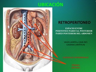 Anatomia aparatourinario uc medicina 5to año urologia | PPTX