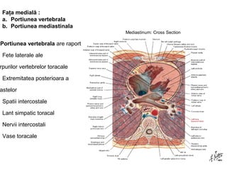 Faţa medială : 
a. Portiunea vertebrala 
b. Portiunea mediastinala 
Portiunea vertebrala are raporturi cu: 
Fete laterale ale 
corpurilor vertebrelor toracale 
Extremitatea posterioara a 
coastelor 
Spatii intercostale 
Lant simpatic toracal 
Nervii intercostali 
Vase toracale 
 