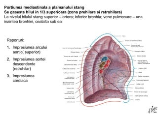 Portiunea mediastinala a plamanului stang 
Se gaseste hilul in 1/3 superioara (zona prehilara si retrohilara) 
La nivelul hilului stang superior – artera; inferior bronhia; vene pulmonare – una 
inaintea bronhiei, cealalta sub ea 
Raporturi: 
1. Impresiunea arcului 
aortic( superior) 
2. Impresiunea aortei 
descendente 
(retrohilar) 
3. Impresiunea 
cardiaca 
 