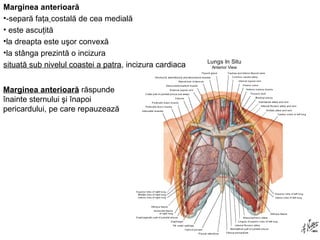 Marginea anterioară 
•-separă faţa costală de cea medială 
• este ascuţită 
•la dreapta este uşor convexă 
•la stânga prezintă o incizura 
situată sub nivelul coastei a patra, incizura cardiaca 
Marginea anterioară răspunde 
înainte sternului şi înapoi 
pericardului, pe care repauzează 
 