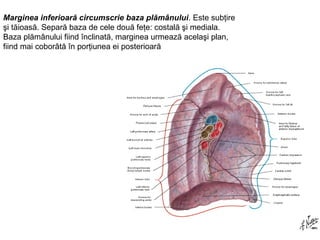 Marginea inferioară circumscrie baza plămânului. Este subţire 
şi tăioasă. Separă baza de cele două feţe: costală şi mediala. 
Baza plămânului fiind înclinată, marginea urmează acelaşi plan, 
fiind mai coborâtă în porţiunea ei posterioară 
 