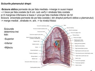 Scizurile plamanului drept: 
-Scizura oblica porneste de pe fata mediala ->merge in sussi inapoi 
--> trece pe fata costala (la 6 cm. sub varf)-> strabate fata costala 
si X marginea inferioara si baza-> urca pe fata mediala inferior de hil 
Scizura orizontala porneste de pe fata costala ( din dreptul portiunii oblice a plamanului) 
-> merge medial , strabate m. ant. -> la nivelul hilului 
Scizurele 
determina trei 
lobi: 
-Superior 
-Inferior 
-Mijlociu 
 