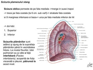 Scizuria plamanului stang 
Scizura oblica porneste de pe fata mediala ->merge in sussi inapoi 
-> trece pe fata costala (la 6 cm. sub varf)-> strabate fata costala 
si X marginea inferioara si baza-> urca pe fata mediala inferior de hil 
-> doi lobi: 
1. Superior 
2. Inferior 
Scizurile plămânilor sunt 
adânci şi ajung de la suprafaţa 
plămânilor până în vecinătatea 
hilului. La nivelul fisurilor, lobii 
pulmonari au şi câte o faţă 
interlobară (Facies 
interlobaris), acoperită de foiţa 
viscerală a pleurei, pătrunsă la 
acest nivel. 
 