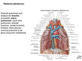 Rădăcina plămânului 
Pediculii pulmonari sunt 
alcătuiţi din bronhia 
principală, artera 
pulmonară, două vene 
pulmonare, arterele 
bronhice, venele bronhice, 
limfatice, fibrei plexului 
(nervos) pulmonar şi de 
ţesut conjunctiv mediastinal. 
