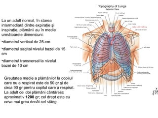 La un adult normal, în starea 
intermediară dintre expiraţie şi 
inspiraţie, plămânii au în medie 
următoarele dimensiuni: 
•diametrul vertical de 25-cm 
•diametrul sagital nivelul bazei de 15 
cm 
•diametrul transversal la nivelul 
bazei de 10 cm 
Greutatea medie a plămânilor la copilul 
care nu a respirat este de 50 gr şi de 
circa 90 gr pentru copilul care a respirat. 
La adult cei doi plămâni cântăresc 
aproximativ 1200 gr; cel drept este cu 
ceva mai greu decât cel stâng. 
 