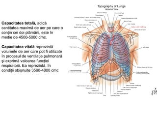 Capacitatea totală, adică 
cantitatea maximă de aer pe care o 
conţin cei doi plămâni, este în 
medie de 4500-5000 cmc. 
Capacitatea vitală reprezintă 
volumele de aer care pot fi utilizate 
în procesul de ventilaţie pulmonară 
şi exprimă valoarea funcţiei 
respiratorii. Ea reprezintă, în 
condiţii obişnuite 3500-4000 cmc 
 