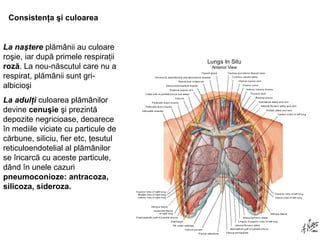 Consistenţa şi culoarea 
La naştere plămânii au culoare 
roşie, iar după primele respiraţii 
roză. La nou-născutul care nu a 
respirat, plămânii sunt gri-albicioşi 
La adulţi culoarea plămânilor 
devine cenuşie şi prezintă 
depozite negricioase, deoarece 
în mediile viciate cu particule de 
cărbune, siliciu, fier etc, ţesutul 
reticuloendotelial al plămânilor 
se încarcă cu aceste particule, 
dând în unele cazuri 
pneumoconioze: antracoza, 
silicoza, sideroza. 
 
