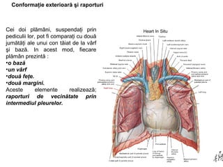 Conformaţie exterioară şi raporturi 
Cei doi plămâni, suspendaţi prin 
pediculii lor, pot fi comparaţi cu două 
jumătăţi ale unui con tăiat de la vârf 
şi bază. In acest mod, fiecare 
plămân prezintă : 
•o bază 
•un vârf 
•două feţe. 
•două margini. 
Aceste elemente realizează; 
raporturi de vecinătate prin 
intermediul pleurelor. 
 