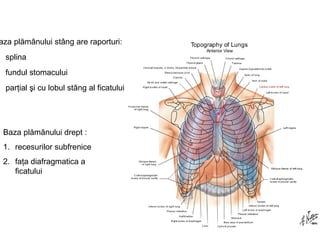 Baza plămânului stâng are raporturi: 
1. splina 
2. fundul stomacului 
3. parţial şi cu lobul stâng al ficatului 
Baza plămânului drept : 
1. recesurilor subfrenice 
2. faţa diafragmatica a 
ficatului 
 
