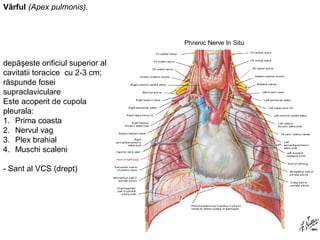 Vârful (Apex pulmonis). 
depăşeste orificiul superior al 
cavitatii toracice cu 2-3 cm; 
răspunde fosei 
supraclaviculare 
Este acoperit de cupola 
pleurala: 
1. Prima coasta 
2. Nervul vag 
3. Plex brahial 
4. Muschi scaleni 
- Sant al VCS (drept) 
 