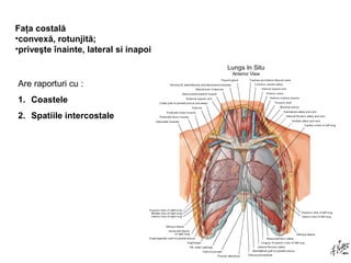 Faţa costală 
•convexă, rotunjită; 
•priveşte înainte, lateral si inapoi 
Are raporturi cu : 
1. Coastele 
2. Spatiile intercostale 
 