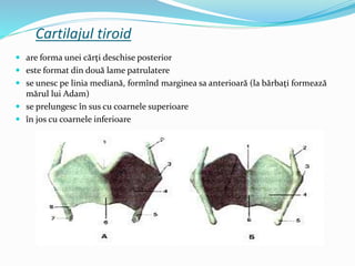 Anatomia aparatului respirator superior | PPTX