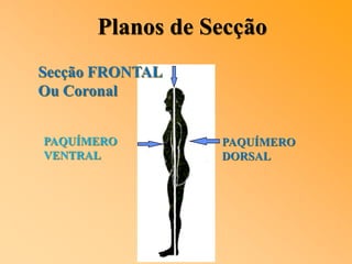 Planos de Secção
PAQUÍMERO
VENTRAL
PAQUÍMERO
DORSAL
Secção FRONTAL
Ou Coronal
 