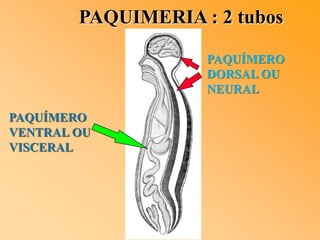 PAQUIMERIA : 2 tubos
PAQUÍMERO
VENTRAL OU
VISCERAL
PAQUÍMERO
DORSAL OU
NEURAL
 