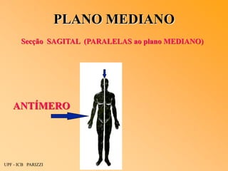 PLANO MEDIANO
UPF - ICB PARIZZI
ANTÍMERO
Secção SAGITAL (PARALELAS ao plano MEDIANO)
 
