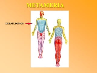 METAMERIA
DERMÁTOMOS
 