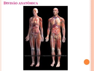 DIVISÃO ANATÔMICA
 