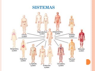 SISTEMAS
 