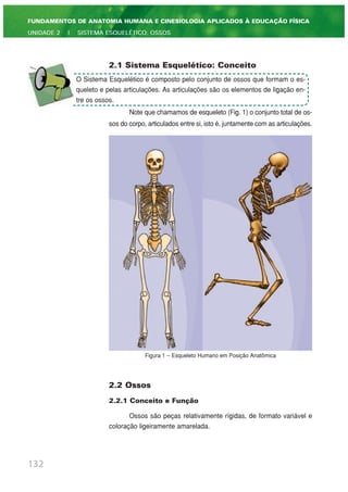 2.1 Sistema Esquelético: Conceito
Note que chamamos de esqueleto (Fig. 1) o conjunto total de os-
sos do corpo, articulados entre si, isto é, juntamente com as articulações.
Figura 1 – Esqueleto Humano em Posição Anatômica
2.2 Ossos
2.2.1 Conceito e Função
Ossos são peças relativamente rígidas, de formato variável e
coloração ligeiramente amarelada.
132
FUNDAMENTOS DE ANATOMIA HUMANA E CINESIOLOGIA APLICADOS À EDUCAÇÃO FÍSICA
UNIDADE 2 | SISTEMA ESQUELÉTICO: OSSOS
O Sistema Esquelético é composto pelo conjunto de ossos que formam o es-
queleto e pelas articulações. As articulações são os elementos de ligação en-
tre os ossos.
 