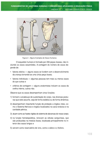 Figura 2 – Alguns Exemplos de Ossos Humanos
O esqueleto humano é formado por 206 peças ósseas, não in-
cluindo os ossos sesamóides. A contagem do número de ossos de-
pende de:
• fatores etários — alguns ossos se fundem com o desenvolvimento
da criança tornando-se uma única peça óssea;
• fatores individuais — algumas pessoas tem mais ou menos ossos
do que outras e
• critérios de contagem — alguns anatomistas incluem os ossos da
orelha interna, outros não.
Observe que os ossos desempenham cinco funções:
1) formam o arcabouço de sustentação do corpo, nas diversas postu-
ras que este assume, seja de forma estática ou de forma dinâmica;
2) desempenham importante função de proteção a órgãos vitais, co-
mo o Sistema Nervoso e órgãos localizados na caixa torácica e na
cavidade pélvica;
3) atuam como as hastes rígidas do sistema de alavancas do nosso corpo;
4) na função hematopoiética, renovam as células sanguíneas, que
são produzidas na medula óssea, localizada principalmente no in-
terior dos ossos longos e
5) servem como reservatório de íons, como o cálcio e o fósforo.
133
FUNDAMENTOS DE ANATOMIA HUMANA E CINESIOLOGIA APLICADOS À EDUCAÇÃO FÍSICA
UNIDADE 2 | SISTEMA ESQUELÉTICO: OSSOS
 