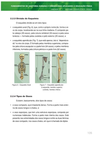 2.2.3 Divisão do Esqueleto
O esqueleto divide-se em dois tipos:
• o esqueleto axial (Fig. 6), que, como o próprio nome diz, forma o ei-
xo do corpo, localizando-se na sua linha mediana. É composto pe-
la cabeça (29 ossos), pela coluna vertebral (33 ossos) e pela caixa
torácica — formada pelas costelas e pelo esterno (25 ossos), e
• o esqueleto apendicular (Fig. 7), que está apenso, isto é, “dependura-
do” no eixo do corpo. É formado pelos membros superiores, compos-
tos pela cintura escapular e a parte livre (64 ossos), e pelos membros
inferiores, formados pela cintura pélvica e a parte livre (62 ossos).
Figura 6 – Esqueleto Axial Figura 7 – Esqueleto apendicular:
à esquerda, membro superior;
à direita, membro inferior.
2.2.4 Tipos de Ossos
Existem, basicamente, dois tipos de ossos:
• o osso compacto, que é bastante denso. Forma a parte mais exter-
na de ossos longos e chatos, e
• o osso esponjoso, que tem uma estrutura esponjosa, composta por
numerosas trabéculas. Forma a parte mais interna dos ossos. Está
presente nas extremidades dos ossos longos e entre as duas lâminas
de osso compacto, nos ossos chatos, em que é chamado de díploe.
135
FUNDAMENTOS DE ANATOMIA HUMANA E CINESIOLOGIA APLICADOS À EDUCAÇÃO FÍSICA
UNIDADE 2 | SISTEMA ESQUELÉTICO: OSSOS
 