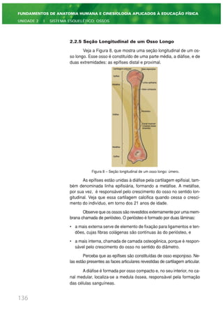 2.2.5 Seção Longitudinal de um Osso Longo
Veja a Figura 8, que mostra uma seção longitudinal de um os-
so longo. Esse osso é constituído de uma parte média, a diáfise, e de
duas extremidades: as epífises distal e proximal.
Figura 8 – Seção longitudinal de um osso longo: úmero.
As epífises estão unidas à diáfise pela cartilagem epifisial, tam-
bém denominada linha epifisiária, formando a metáfise. A metáfise,
por sua vez, é responsável pelo crescimento do osso no sentido lon-
gitudinal. Veja que essa cartilagem calcifica quando cessa o cresci-
mento do indivíduo, em torno dos 21 anos de idade.
Observe que os ossos são revestidos externamente por uma mem-
brana chamada de periósteo. O periósteo é formado por duas lâminas:
• a mais externa serve de elemento de fixação para ligamentos e ten-
dões, cujas fibras colágenas são contínuas às do periósteo, e
• a mais interna, chamada de camada osteogênica, porque é respon-
sável pelo crescimento do osso no sentido do diâmetro.
Perceba que as epífises são constituídas de osso esponjoso. Ne-
las estão presentes as faces articulares revestidas de cartilagem articular.
A diáfise é formada por osso compacto e, no seu interior, no ca-
nal medular, localiza-se a medula óssea, responsável pela formação
das células sanguíneas.
136
FUNDAMENTOS DE ANATOMIA HUMANA E CINESIOLOGIA APLICADOS À EDUCAÇÃO FÍSICA
UNIDADE 2 | SISTEMA ESQUELÉTICO: OSSOS
 