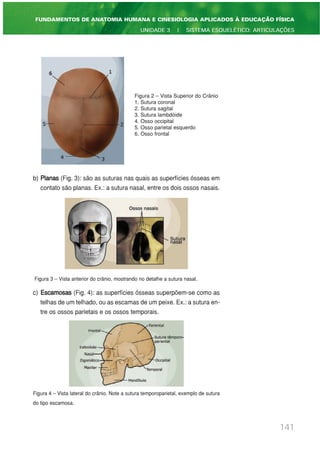 b) Planas (Fig. 3): são as suturas nas quais as superfícies ósseas em
contato são planas. Ex.: a sutura nasal, entre os dois ossos nasais.
Figura 3 – Vista anterior do crânio, mostrando no detalhe a sutura nasal.
c) Escamosas (Fig. 4): as superfícies ósseas superpõem-se como as
telhas de um telhado, ou as escamas de um peixe. Ex.: a sutura en-
tre os ossos parietais e os ossos temporais.
Figura 4 – Vista lateral do crânio. Note a sutura temporoparietal, exemplo de sutura
do tipo escamosa.
141
FUNDAMENTOS DE ANATOMIA HUMANA E CINESIOLOGIA APLICADOS À EDUCAÇÃO FÍSICA
UNIDADE 3 | SISTEMA ESQUELÉTICO: ARTICULAÇÕES
Figura 2 – Vista Superior do Crânio
1. Sutura coronal
2. Sutura sagital
3. Sutura lambdóide
4. Osso occipital
5. Osso parietal esquerdo
6. Osso frontal
 