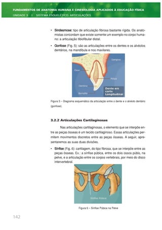 • Sindesmose: tipo de articulação fibrosa bastante rígida. Os anato-
mistas concordam que existe somente um exemplo no corpo huma-
no: a articulação tibiofibular distal.
• Gonfose (Fig. 5): são as articulações entre os dentes e os alvéolos
dentários, na mandíbula e nos maxilares.
Figura 5 – Diagrama esquemático da articulação entre o dente e o alvéolo dentário
(gonfose).
3.2.2 Articulações Cartilaginosas
Nas articulações cartilaginosas, o elemento que se interpõe en-
tre as peças ósseas é um tecido cartilaginoso. Essas articulações per-
mitem movimentos discretos entre as peças ósseas. A seguir, apre-
sentaremos as suas duas divisões.
• Sínfise (Fig. 6): cartilagem, do tipo fibrosa, que se interpõe entre as
peças ósseas. Ex.: a sínfise púbica, entre os dois ossos púbis, na
pelve, e a articulação entre os corpos vertebrais, por meio do disco
intervertebral.
Figura 6 – Sínfise Púbica na Pelve
142
FUNDAMENTOS DE ANATOMIA HUMANA E CINESIOLOGIA APLICADOS À EDUCAÇÃO FÍSICA
UNIDADE 3 | SISTEMA ESQUELÉTICO: ARTICULAÇÕES
 