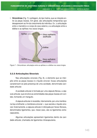 • Sincondrose (Fig. 7): cartilagem, do tipo hialina, que se interpõe en-
tre as peças ósseas. Em geral, são articulações temporárias que
desaparecem ao fim do crescimento do indivíduo. Ex.: a articulação
entre o manúbrio e o corpo do osso esterno, e a articulação entre a
diáfise e as epífises nos ossos longos.
Figura 7 – Sincondrose: articulação entre as epífises e a diáfise nos ossos longos.
3.2.3 Articulações Sinoviais
Nas articulações sinoviais (Fig. 8), o elemento que se inter-
põe entre as peças ósseas é o líquido sinovial. Essas articulações
caracterizam-se pela presença de uma cavidade, denominada cavi-
dade articular.
A cavidade articular é formada por uma cápsula fibrosa, a cáp-
sula articular, que envolve as extremidades das peças ósseas em con-
tato, formando um manguito.
A cápsula articular é revestida, internamente, por uma membra-
na lisa e brilhante: a membrana sinovial — que secreta o líquido sino-
vial. Externamente, a cápsula articular é reforçada por feixes fibrosos,
denominados ligamentos, que, nesse caso, são os ligamentos extra-
capsulares.
Algumas articulações apresentam ligamentos dentro da cavi-
dade articular, chamados de ligamentos intracapsulares.
143
FUNDAMENTOS DE ANATOMIA HUMANA E CINESIOLOGIA APLICADOS À EDUCAÇÃO FÍSICA
UNIDADE 3 | SISTEMA ESQUELÉTICO: ARTICULAÇÕES
 