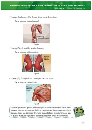 • Longos (fusiformes – Fig. 3), que têm a forma de um fuso.
Ex.: o músculo bíceps braquial.
Figura 3
• Largos (Fig. 4), que têm amplas fixações.
Ex.: o músculo glúteo máximo.
Figura 4
• Leque (Fig. 5), cujas fibras convergem para um ponto.
Ex.: o músculo peitoral maior.
Figura 5
155
FUNDAMENTOS DE ANATOMIA HUMANA E CINESIOLOGIA APLICADOS À EDUCAÇÃO FÍSICA
UNIDADE 4 | SISTEMA MUSCULAR
Observe que a força gerada pela contração muscular depende da seção trans-
versa do músculo e do número de fibras nessa seção. Desse modo, os múscu-
los cujas fibras são paralelas têm maior capacidade de encurtamento, ao pas-
so que os músculos cujas fibras são oblíquas geram forças mais intensas.
 