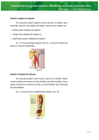 Quanto à origem do músculo
Os músculos podem originar-se por mais de um tendão, apre-
sentando mais de uma cabeça de origem. Dessa forma, podem ser:
• bíceps (duas cabeças de origem);
• tríceps (três cabeças de origem) e
• quadríceps (quatro cabeças de origem).
Ex.: o músculo bíceps braquial (Fig. 9), o músculo tríceps bra-
quial e o músculo quadríceps.
Figura 9
Quanto à inserção do músculo
Os músculos podem inserir-se por mais de um tendão. Obser-
ve que quando se inserem em dois tendões são denominados bicau-
dados e quando se inserem em três ou mais tendões são chamados
de policaudados.
Ex.: o músculo flexor superficial dos dedos (Fig. 10).
Figura 10
157
FUNDAMENTOS DE ANATOMIA HUMANA E CINESIOLOGIA APLICADOS À EDUCAÇÃO FÍSICA
UNIDADE 4 | SISTEMA MUSCULAR
 