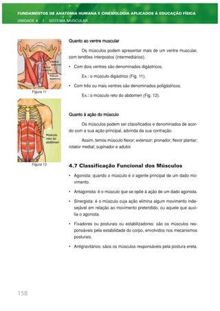 Quanto ao ventre muscular
Os músculos podem apresentar mais de um ventre muscular,
com tendões interpostos (intermediários).
• Com dois ventres são denominados digástricos.
Ex.: o músculo digástrico (Fig. 11).
• Com três ou mais ventres são denominados poligástricos.
Ex.: o músculo reto do abdomen (Fig. 12).
Quanto à ação do músculo
Os músculos podem ser classificados e denominados de acor-
do com a sua ação principal, advinda da sua contração.
Assim, temos músculo flexor; extensor; pronador; flexor plantar;
rotator medial; supinador e adutor.
4.7 Classificação Funcional dos Músculos
• Agonista: quando o músculo é o agente principal de um dado mo-
vimento.
• Antagonista: é o músculo que se opõe à ação de um dado agonista.
• Sinergista: é o músculo cuja ação elimina algum movimento inde-
sejável em relação ao movimento pretendido, ou aquele que auxi-
lia o agonista.
• Fixadores ou posturais ou estabilizadores: são os músculos res-
ponsáveis pela estabilidade do corpo, envolvidos nos mecanismos
posturais.
• Antigravitários: sãos os músculos responsáveis pela postura ereta.
158
FUNDAMENTOS DE ANATOMIA HUMANA E CINESIOLOGIA APLICADOS À EDUCAÇÃO FÍSICA
UNIDADE 4 | SISTEMA MUSCULAR
Figura 11
Figura 12
 