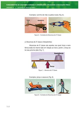 Exemplos: carrinho de mão e quebra-nozes (Fig. 6).
Figura 6 – Exemplos de Alavancas de 2ª Classe
c) Alavancas de 3ª classe (interpotentes)
Alavancas de 3ª classe são aquelas nas quais força e resis-
tência estão do mesmo lado em relação ao fulcro, porém, a força es-
tá mais próxima dele (Fig. 7).
Figura 7 – Alavanca de 3ª Classe
Exemplos: pinça e vassoura (Fig. 8).
Figura 8 – Exemplos de Alavancas de 3ª Classe
164
FUNDAMENTOS DE ANATOMIA HUMANA E CINESIOLOGIA APLICADOS À EDUCAÇÃO FÍSICA
UNIDADE 5 | ALAVANCAS MUSCULARES
 