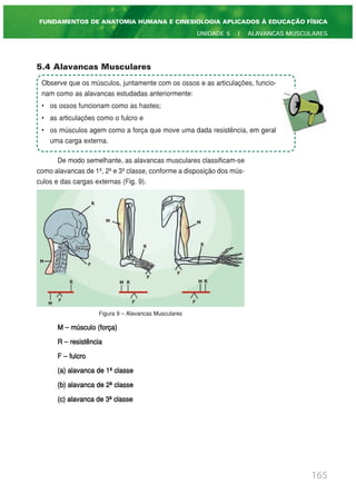 5.4 Alavancas Musculares
De modo semelhante, as alavancas musculares classificam-se
como alavancas de 1ª, 2ª e 3ª classe, conforme a disposição dos mús-
culos e das cargas externas (Fig. 9).
Figura 9 – Alavancas Musculares
M – músculo (força)
R – resistência
F – fulcro
(a) alavanca de 1ª classe
(b) alavanca de 2ª classe
(c) alavanca de 3ª classe
165
FUNDAMENTOS DE ANATOMIA HUMANA E CINESIOLOGIA APLICADOS À EDUCAÇÃO FÍSICA
UNIDADE 5 | ALAVANCAS MUSCULARES
Observe que os músculos, juntamente com os ossos e as articulações, funcio-
nam como as alavancas estudadas anteriormente:
• os ossos funcionam como as hastes;
• as articulações como o fulcro e
• os músculos agem como a força que move uma dada resistência, em geral
uma carga externa.
 