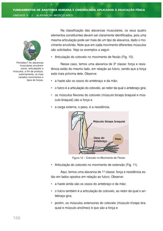 Na classificação das alavancas musculares, os seus quatro
elementos constituintes devem ser claramente identificados, pois uma
mesma articulação pode ser mais de um tipo de alavanca, dado o mo-
vimento envolvido. Note que em cada movimento diferentes músculos
são solicitados. Veja os exemplos a seguir.
• Articulação do cotovelo no movimento de flexão (Fig. 10).
Nesse caso, temos uma alavanca de 3ª classe: força e resis-
tência estão do mesmo lado, em relação ao fulcro, sendo que a força
está mais próxima dele. Observe:
• a haste são os ossos do antebraço e da mão;
• o fulcro é a articulação do cotovelo, ao redor da qual o antebraço gira;
• os músculos flexores do cotovelo (músculo bíceps braquial e mús-
culo braquial) são a força e
• a carga externa, o peso, é a resistência.
Figura 10 – Cotovelo no Movimento de Flexão
• Articulação do cotovelo no movimento de extensão (Fig. 11).
Aqui, temos uma alavanca de 1ª classe: força e resistência es-
tão em lados opostos em relação ao fulcro. Observe:
• a haste ainda são os ossos do antebraço e da mão;
• o fulcro também é a articulação do cotovelo, ao redor da qual o an-
tebraço gira;
• porém, os músculos extensores do cotovelo (músculo tríceps bra-
quial e músculo ancôneo) é que são a força e
166
FUNDAMENTOS DE ANATOMIA HUMANA E CINESIOLOGIA APLICADOS À EDUCAÇÃO FÍSICA
UNIDADE 5 | ALAVANCAS MUSCULARES
Percebeu? As alavancas
musculares envolvem
ossos, articulações e
músculos, a fim de produzir,
externamente, os mais
variados movimentos e
tipos de forças.
 