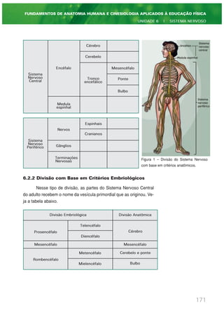 6.2.2 Divisão com Base em Critérios Embriológicos
Nesse tipo de divisão, as partes do Sistema Nervoso Central
do adulto recebem o nome da vesícula primordial que as originou. Ve-
ja a tabela abaixo.
171
FUNDAMENTOS DE ANATOMIA HUMANA E CINESIOLOGIA APLICADOS À EDUCAÇÃO FÍSICA
UNIDADE 6 | SISTEMA NERVOSO
Sistema
Nervoso
Central
Encéfalo
Cérebro
Cerebelo
Tronco
encefálico
Mesencéfalo
Ponte
Bulbo
Medula
espinhal
Sistema
Nervoso
Periférico
Nervos
Espinhais
Cranianos
Gânglios
Terminações
Nervosas Figura 1 – Divisão do Sistema Nervoso
com base em critérios anatômicos.
Divisão Embriológica Divisão Anatômica
Prosencéfalo
Telencéfalo
Diencéfalo
Cérebro
Mesencéfalo Mesencéfalo
Metencéfalo
Mielencéfalo
Rombencéfalo
Cerebelo e ponte
Bulbo
 
