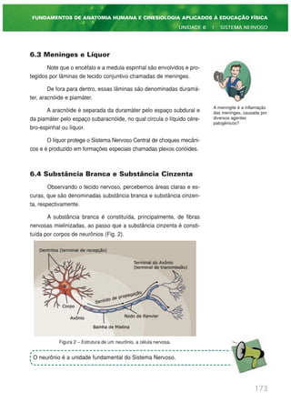 6.3 Meninges e Líquor
Note que o encéfalo e a medula espinhal são envolvidos e pro-
tegidos por lâminas de tecido conjuntivo chamadas de meninges.
De fora para dentro, essas lâminas são denominadas duramá-
ter, aracnóide e piamáter.
A aracnóide é separada da duramáter pelo espaço subdural e
da piamáter pelo espaço subaracnóide, no qual circula o líquido cére-
bro-espinhal ou líquor.
O líquor protege o Sistema Nervoso Central de choques mecâni-
cos e é produzido em formações especiais chamadas plexos corióides.
6.4 Substância Branca e Substância Cinzenta
Observando o tecido nervoso, percebemos áreas claras e es-
curas, que são denominadas substância branca e substância cinzen-
ta, respectivamente.
A substância branca é constituída, principalmente, de fibras
nervosas mielinizadas, ao passo que a substância cinzenta é consti-
tuída por corpos de neurônios (Fig. 2).
Figura 2 – Estrutura de um neurônio, a célula nervosa.
173
FUNDAMENTOS DE ANATOMIA HUMANA E CINESIOLOGIA APLICADOS À EDUCAÇÃO FÍSICA
UNIDADE 6 | SISTEMA NERVOSO
A meningite é a inflamação
das meninges, causada por
diversos agentes
patogênicos?
O neurônio é a unidade fundamental do Sistema Nervoso.
 