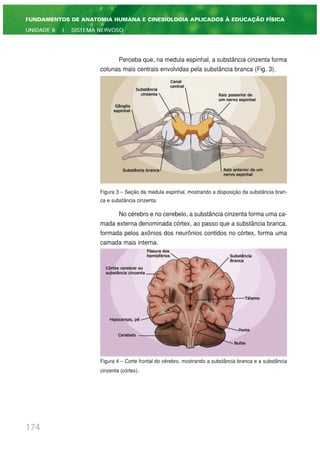 Perceba que, na medula espinhal, a substância cinzenta forma
colunas mais centrais envolvidas pela substância branca (Fig. 3).
Figura 3 – Seção da medula espinhal, mostrando a disposição da substância bran-
ca e substância cinzenta.
No cérebro e no cerebelo, a substância cinzenta forma uma ca-
mada externa denominada córtex, ao passo que a substância branca,
formada pelos axônios dos neurônios contidos no córtex, forma uma
camada mais interna.
Figura 4 – Corte frontal do cérebro, mostrando a substância branca e a substância
cinzenta (córtex).
174
FUNDAMENTOS DE ANATOMIA HUMANA E CINESIOLOGIA APLICADOS À EDUCAÇÃO FÍSICA
UNIDADE 6 | SISTEMA NERVOSO
 
