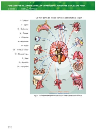 Os doze pares de nervos cranianos são listados a seguir.
Figura 5 – Diagrama esquemático dos doze pares de nervos cranianos.
176
FUNDAMENTOS DE ANATOMIA HUMANA E CINESIOLOGIA APLICADOS À EDUCAÇÃO FÍSICA
UNIDADE 6 | SISTEMA NERVOSO
I – Olfatório
II – Óptico
III – Oculomotor
IV – Troclear
V – Trigêmeo
VI – Abducente
VII – Facial
VIII – Vestíbulo-coclear
IX – Glossofaríngeo
X – Vago
XI – Acessório
XII – Hipoglosso
 