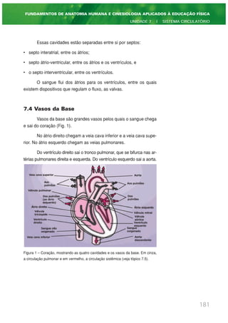 Essas cavidades estão separadas entre si por septos:
• septo interatrial, entre os átrios;
• septo átrio-ventricular, entre os átrios e os ventrículos, e
• o septo interventricular, entre os ventrículos.
O sangue flui dos átrios para os ventrículos, entre os quais
existem dispositivos que regulam o fluxo, as valvas.
7.4 Vasos da Base
Vasos da base são grandes vasos pelos quais o sangue chega
e sai do coração (Fig. 1).
No átrio direito chegam a veia cava inferior e a veia cava supe-
rior. No átrio esquerdo chegam as veias pulmonares.
Do ventrículo direito sai o tronco pulmonar, que se bifurca nas ar-
térias pulmonares direita e esquerda. Do ventrículo esquerdo sai a aorta.
Figura 1 – Coração, mostrando as quatro cavidades e os vasos da base. Em cinza,
a circulação pulmonar e em vermelho, a circulação sistêmica (veja tópico 7.5).
181
FUNDAMENTOS DE ANATOMIA HUMANA E CINESIOLOGIA APLICADOS À EDUCAÇÃO FÍSICA
UNIDADE 7 | SISTEMA CIRCULATÓRIO
 
